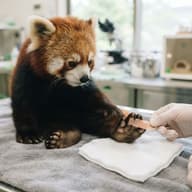 パンチくんが右足薬指にけが、市川市動植物園「傷は浅く、咬傷によるものではないとの獣医師の見解」のサムネイル